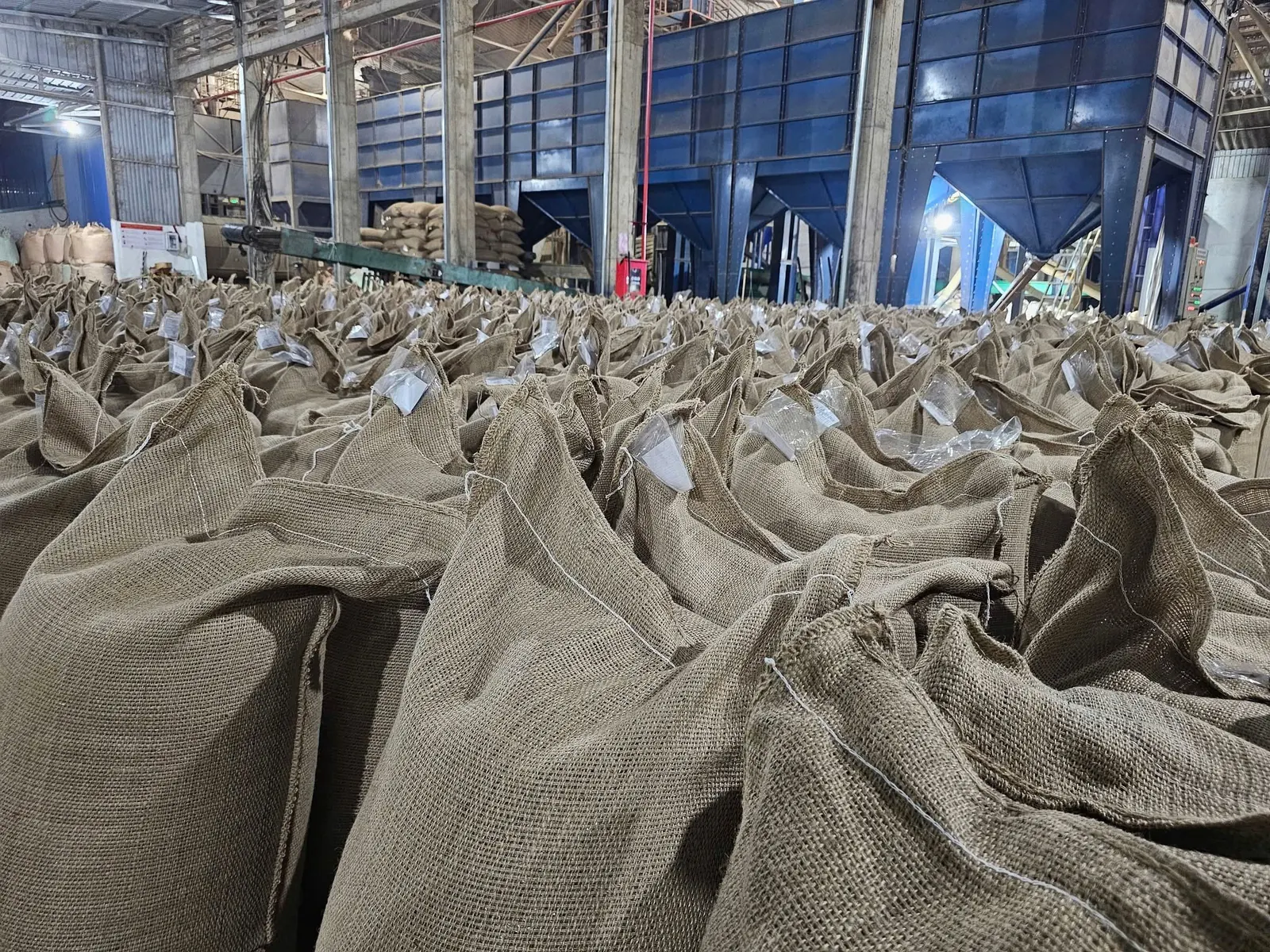 Tagged jute sacks of green coffee lined up in front of the grading silos at our warehouse